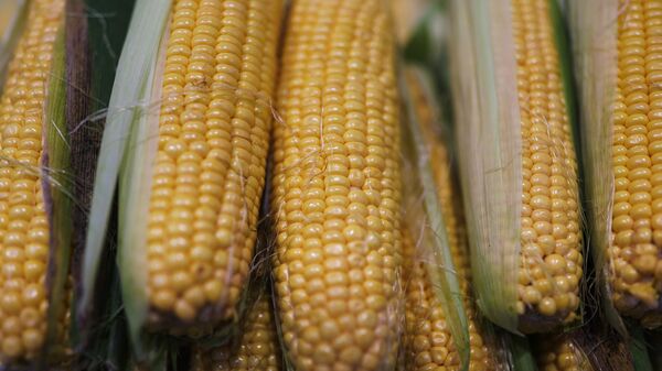 Кукуруза - Sputnik Казахстан