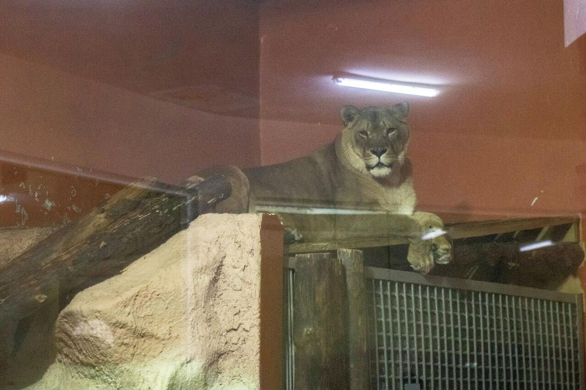 Львица Лили - Sputnik Казахстан, 1920, 04.03.2026