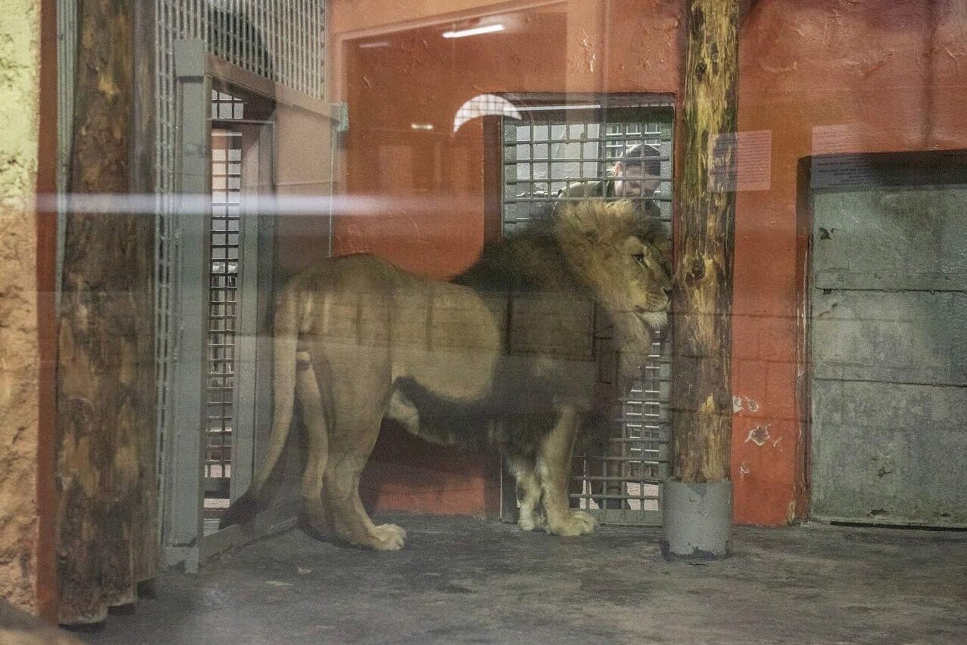 Лев Артик очень доверяет киперам и ветеринарам Алматинского зоопарка - Sputnik Казахстан, 1920, 04.03.2026