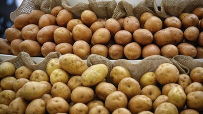 Картофель на агровыставке 