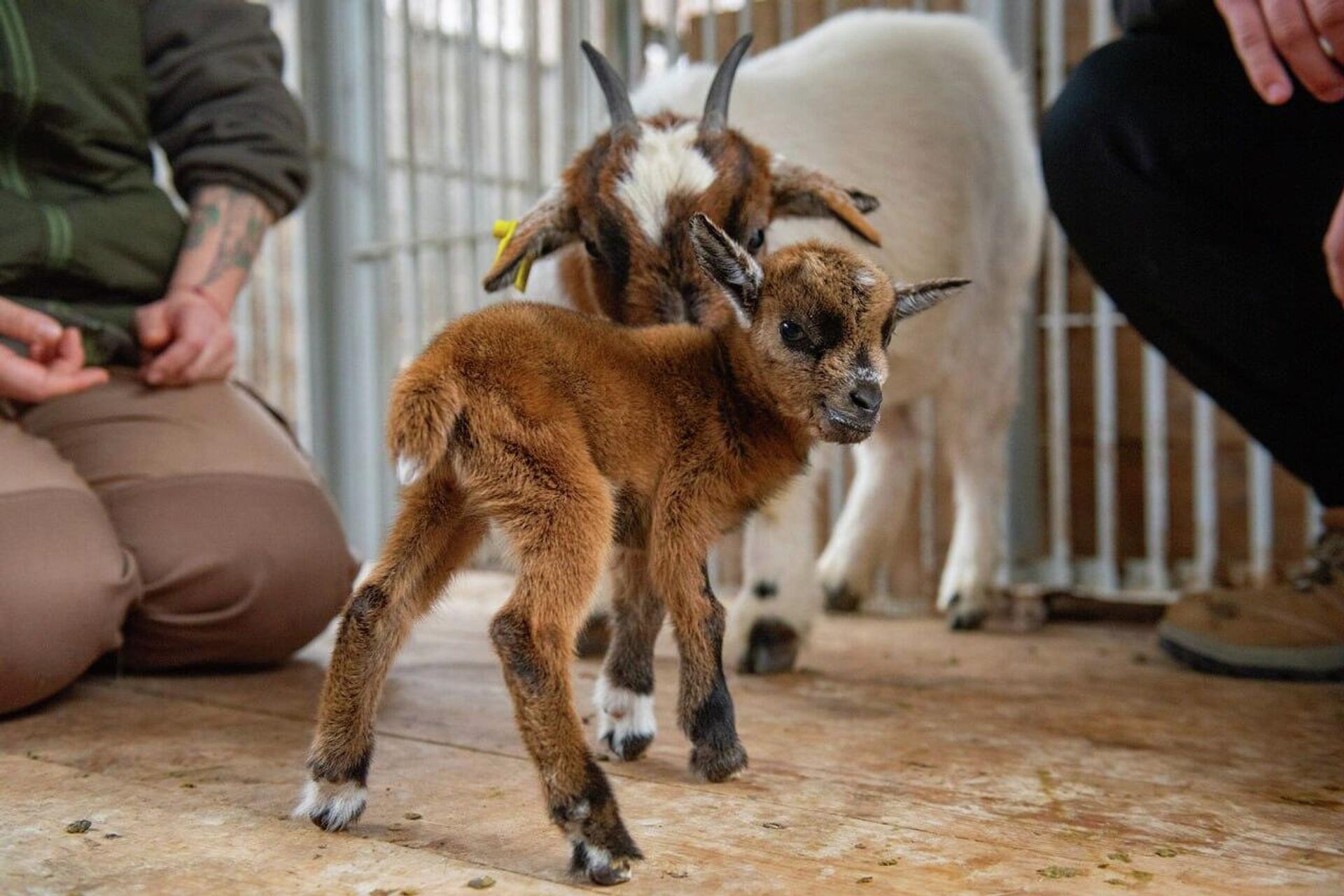 Новорожденная козочка и ее мама - Sputnik Казахстан, 1920, 08.03.2026