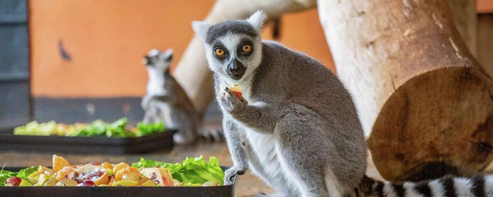 Лемуры в зоопарке Алматы - Sputnik Казахстан, 1920, 08.03.2026