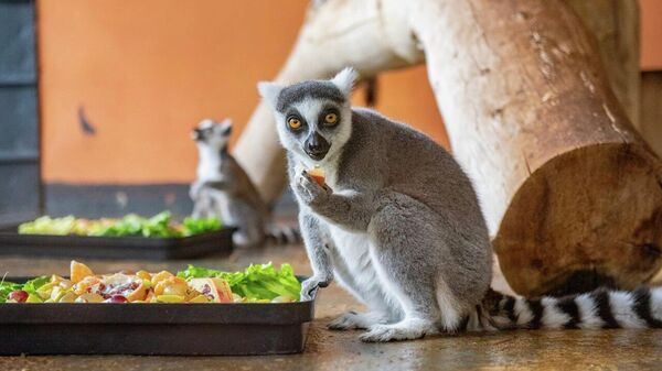Лемуры в зоопарке Алматы - Sputnik Казахстан