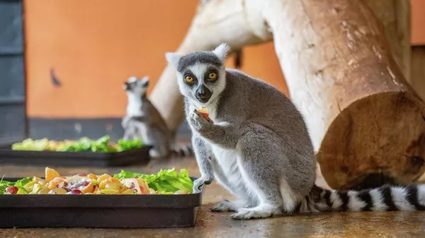 Лемуры в зоопарке Алматы - Sputnik Казахстан