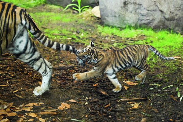 Новорожденный суматранский тигренок Лилли кусает за хвост свою мать, Маянг, в вольере Берлинского зоопарка, Германия. - Sputnik Казахстан
