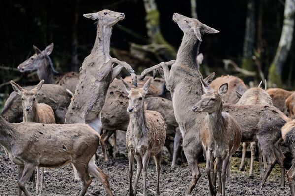 Олени играют в лесу, Германия. - Sputnik Казахстан