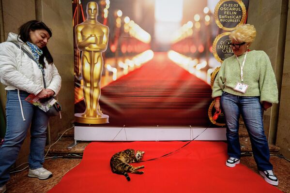 Кот породы бенгальская кошка по кличке Тристан трётся о красную ковровую дорожку на международном конкурсе красоты кошек, получившем название "Кошачий Оскар", Румыния. - Sputnik Казахстан