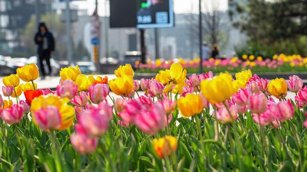 Весна в Алматы - 2026 - Sputnik Казахстан