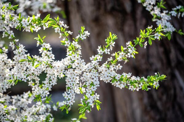 Сакура словно создана для созерцания...На фото: цветущая сакура в Алматы. - Sputnik Казахстан