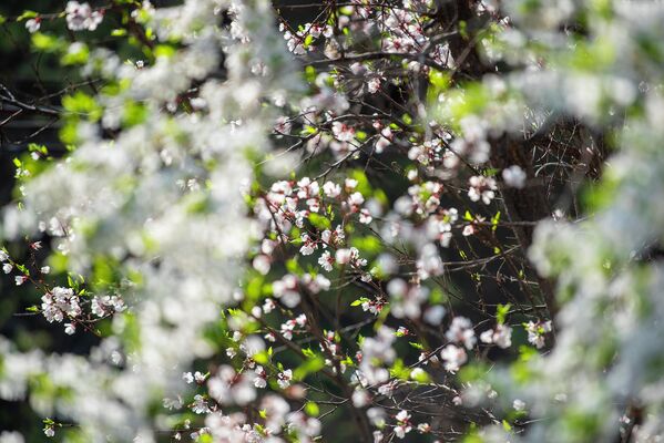 Весна полноправно вступила в свои права в Алматы, ее теплое дыхание подарило гостям и жителям города настоящую вишневую сказку.На фото: весна в Алматы.  - Sputnik Казахстан