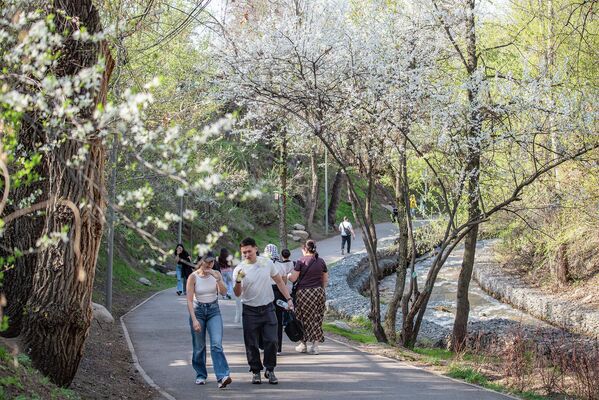 Цветение японской вишни служит ярким символом быстротечности жизни.На фото: жители и гости Алматы гуляют в парке по алее с цветущими сакурами.  - Sputnik Казахстан