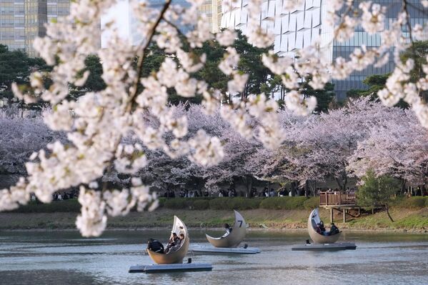 Нежность цветения сакуры нередко воспевается в поэзии и музыке.На фото: люди катаются на лодках во время цветения вишни в парке Сеула, Южная Корея. - Sputnik Казахстан
