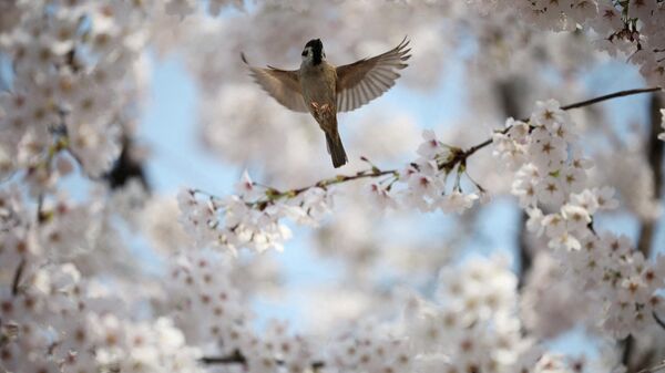 Воробей среди цветущих вишневых деревьев в Сеуле, Южная Корея - Sputnik Казахстан