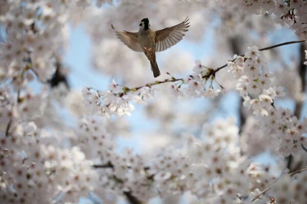 Её нежные лепестки опадают ещё до того, как на ветвях появляются листья. На фото: воробей среди цветущих вишневых деревьев в Сеуле, Южная Корея. - Sputnik Казахстан