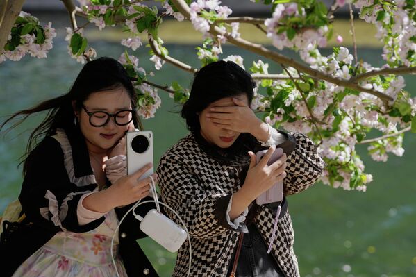 В отличие от привычных нам вишен, сакура — исключительно декоративное растение, не дающее плодов.На фото: женщины делают селфи на фоне цветущей сакуры в Пекине, Китай. - Sputnik Казахстан
