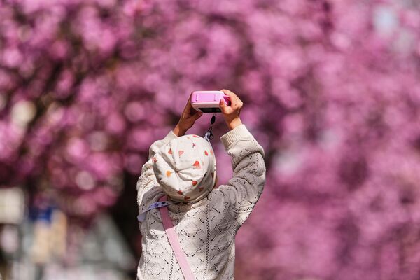 Сакура обладает особой магией: её лепестки хочется потрогать, но в то же время страшно нарушить эту хрупкую и совершенную красоту.На фото: девочка фотографирует цветущее вишнёвое дерево в старом городе Бонна, Германия. - Sputnik Казахстан