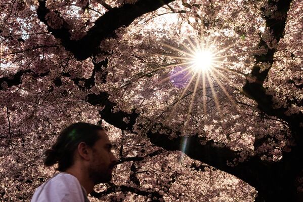 Цветение сакуры стало символом жизни — яркой, незабываемой, но очень быстротечной.На фото: человек прогуливается среди цветущих вишневых деревьев сорта Йошино на территории Вашингтонского университета в Сиэтле.  - Sputnik Казахстан
