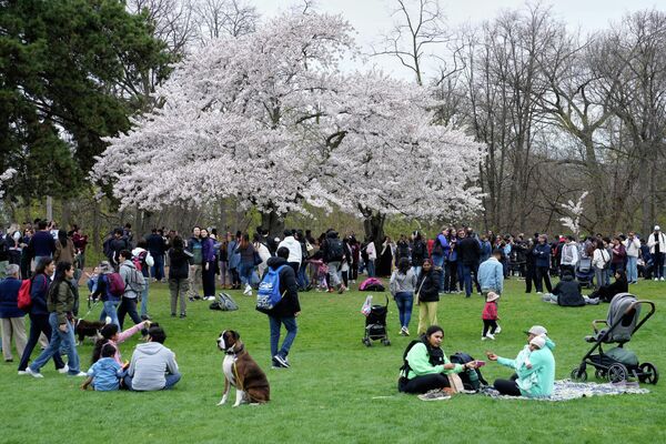 Во время цветения сакуры во многих странах мира принято устраивать фестивали, чтобы люди успели увидеть тонкую красоту нежных лепестков.На фото: люди наслаждаются цветением сакуры в Хай-парке в Торонто, Канада.  - Sputnik Казахстан