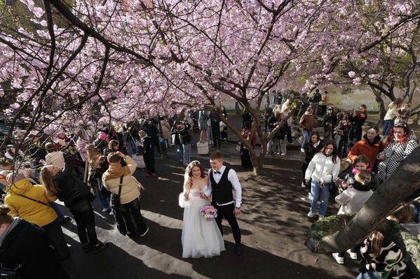 Традиция ханами — любования цветущей сакурой — существует в Японии уже много веков. На фото: молодожены прогуливаются под цветущей сакурой в Саду Дружбы в Санкт-Петербурге, Россия. - Sputnik Казахстан