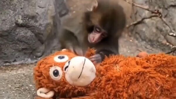 Обезьянку Панча сородичи не буллили, а учили правилам - глава зоопарка