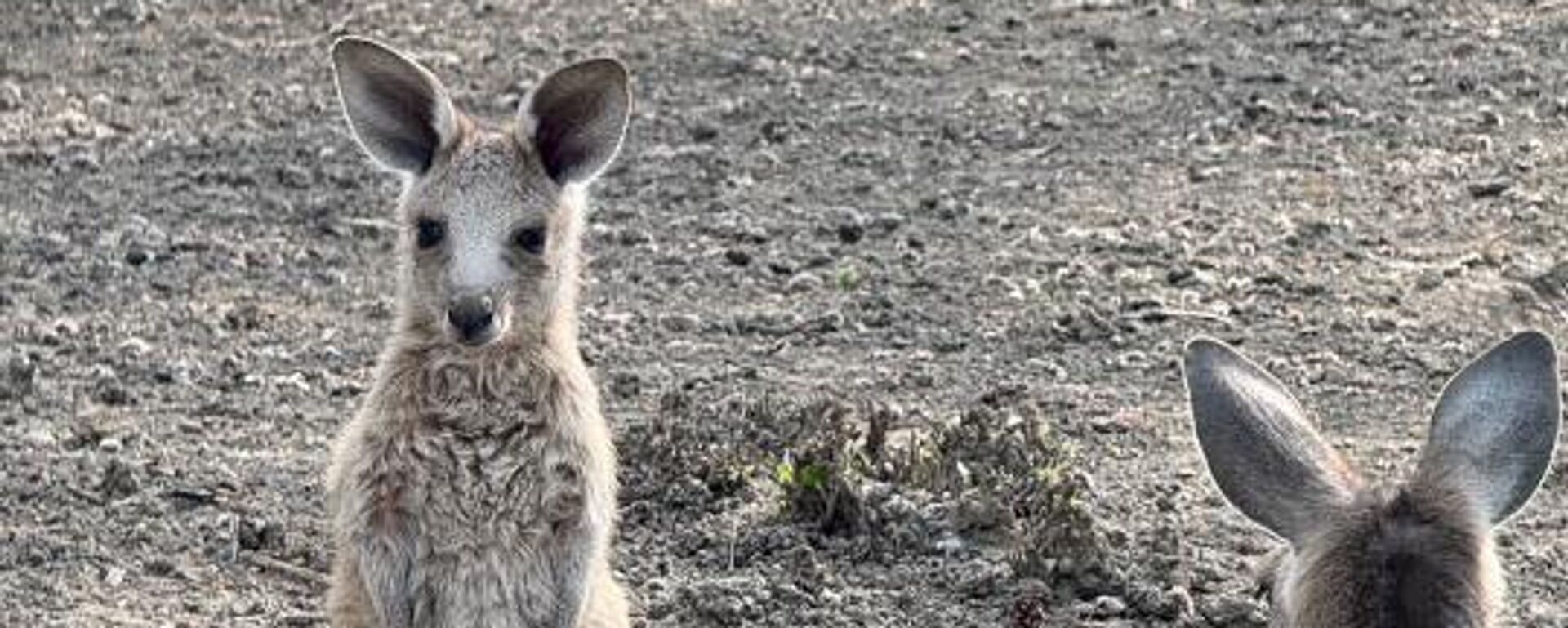 Кенгурята родились в Алматинском зоопарке - Sputnik Казахстан, 1920, 10.04.2026