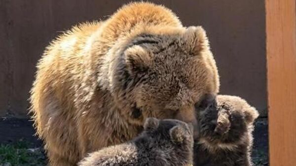 Краснокнижные медвежата родились в зоопарке Алматы - Sputnik Казахстан