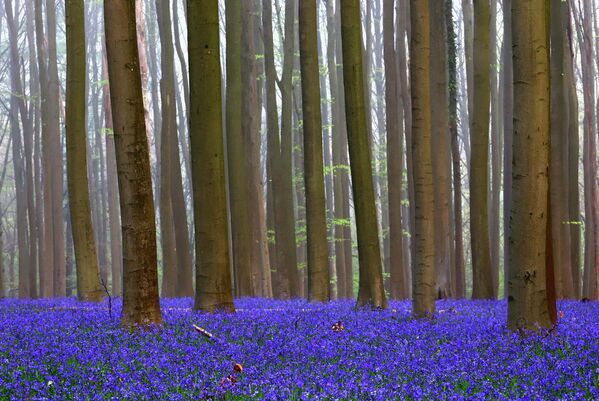 В пик цветения лесные поляны превращаются в мерцающее фиолетово-голубое море колокольчиков, создавая неземную атмосферу! - Sputnik Казахстан
