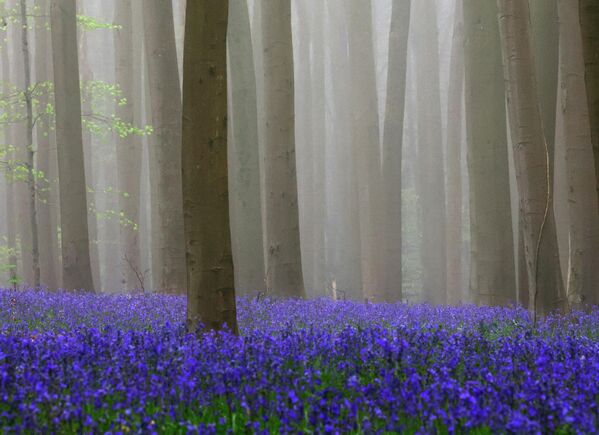 Голубой лес находится к югу от Брюсселя, недалеко от города Халле. - Sputnik Казахстан