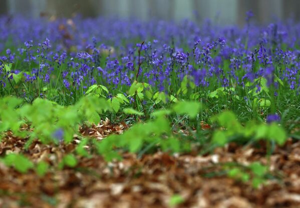 Весь лес с конца апреля по май покрывается дикими гиацинтами (Hyacinthoides non-scripta), создавая эффект "голубого ковра". - Sputnik Казахстан