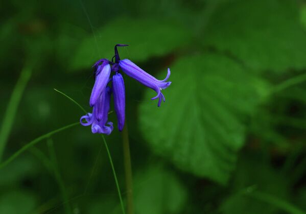 Цветение колокольчиков — это скоротечное явление, которое длится всего около 10-14 дней, после чего буки покрываются листвой, и интенсивность освещения для цветов меняется. - Sputnik Казахстан
