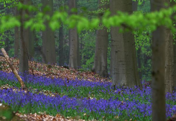 В сезон цветения рекомендуется посещать лес в будние дни или рано утром, чтобы избежать толп туристов. - Sputnik Казахстан