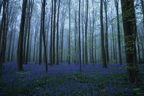 Это старый буковый лес (площадью 552 гектаров), который создает особый рассеянный свет, идеально подчеркивающий синий цвет цветов. - Sputnik Казахстан