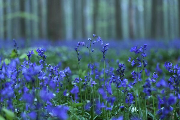 Голубой лес является одним из самых волшебных природных сокровищ Бельгии. - Sputnik Казахстан