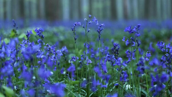 Цветение диких колокольчиков в Голубом лесу Бельгии - Sputnik Казахстан