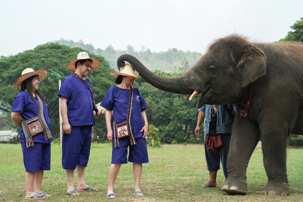 Посетители играют со слоном в парке для слонов Маетаенг, Таиланд. - Sputnik Казахстан