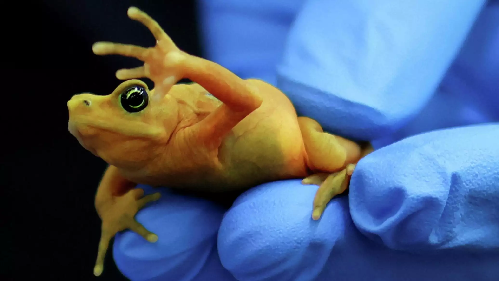 Падший ангел и лягушка с приветом: забавные фотоновости со всего света