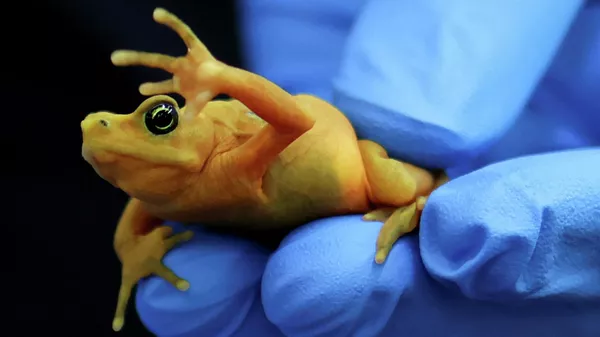 Ученый держит панамскую золотую лягушку в Центре исследований и сохранения амфибий Гамбоа, который работает над спасением этого вида от вымирания, Панама - Sputnik Казахстан
