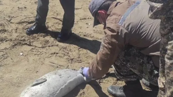 Каспий жағалауында 200-ге жуық өлі итбалық табылды - Sputnik Қазақстан