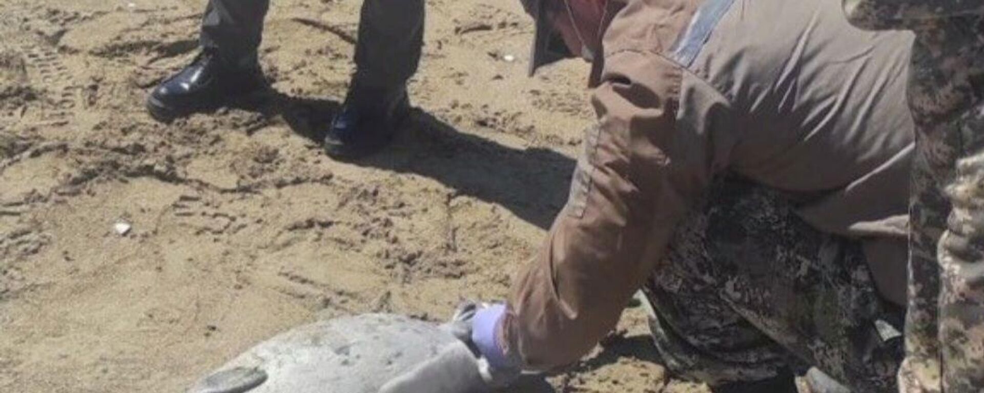 Каспий жағалауында 200-ге жуық өлі итбалық табылды - Sputnik Қазақстан, 1920, 18.04.2026