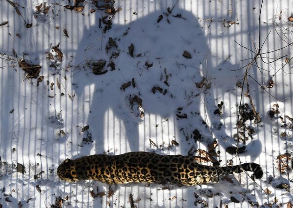 Дальневосточный леопард в Приморском сафари-парке - Sputnik Казахстан