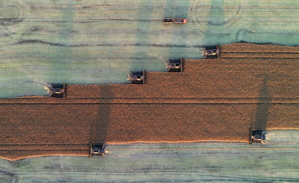 Уборка урожая рапса на поле в окрестностях посёлка Тальники Красноярского края. - Sputnik Казахстан