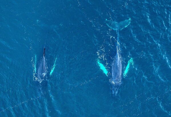 Киты у побережья Териберки - Sputnik Казахстан