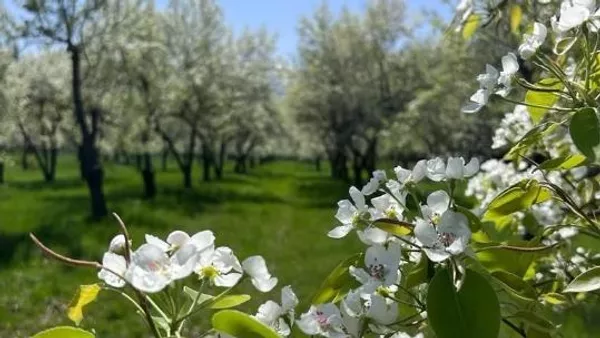 Қазақстанға Нидерландыдан 7 мың алма бұтасы әкелінді - Sputnik Қазақстан