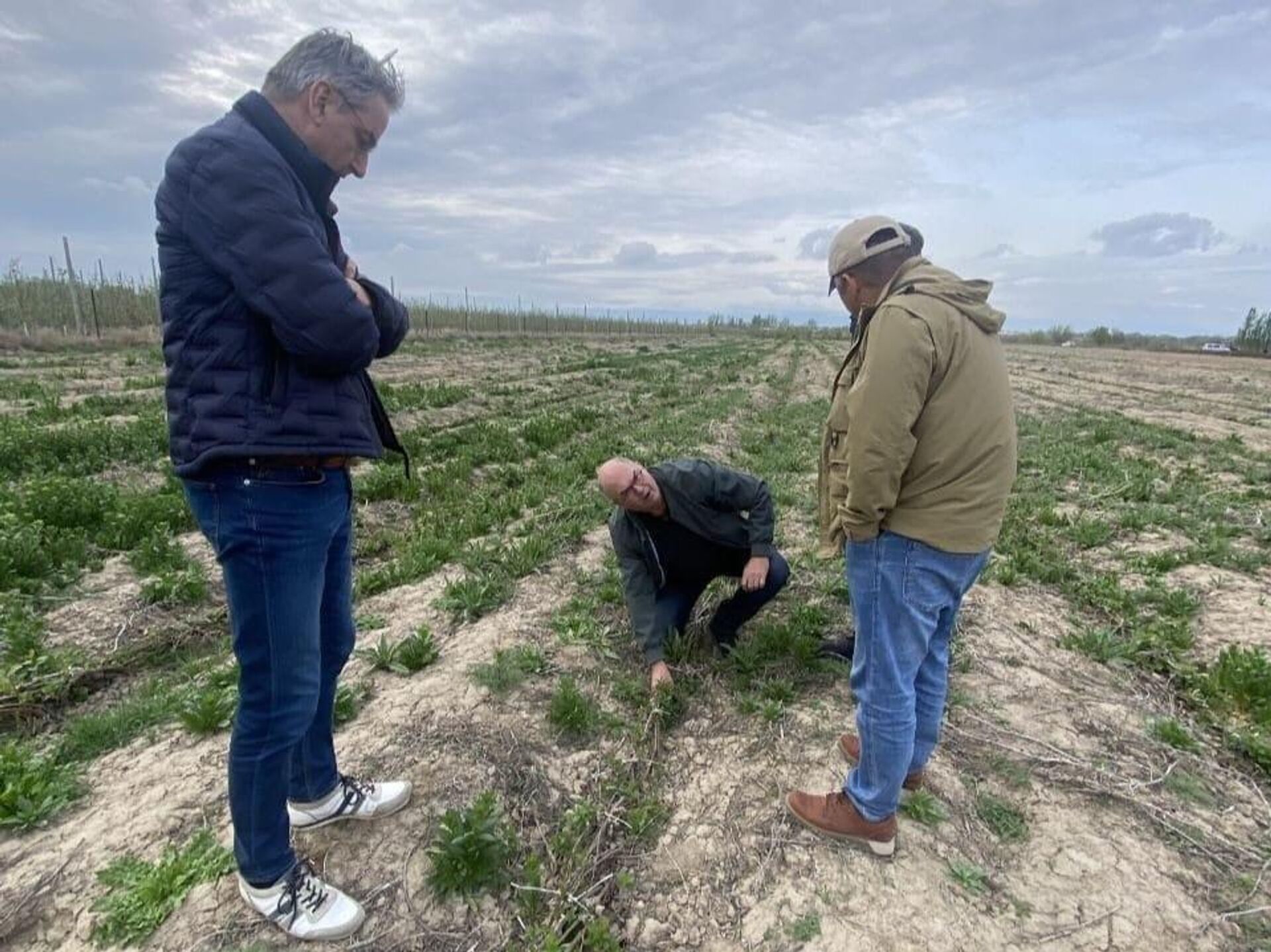 Қазақстанға Нидерландыдан 7 мың алма бұтасы әкелінді - Sputnik Қазақстан, 1920, 27.04.2026