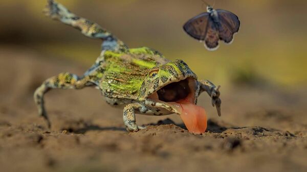 Снимок Practice makes perfect фотографа Jens Cullmann, ставший 1 в категории Other Animals конкурса GDT Nature Photographer of the Year 2026 - Sputnik Казахстан