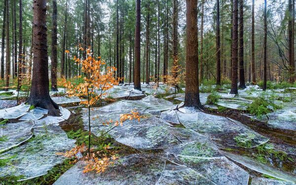 Победитель в номинации "Пейзажи": " Замерзший лес" - Sputnik Казахстан