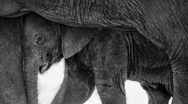 Финалист в номинации "Животные": "Слоны". - Sputnik Казахстан