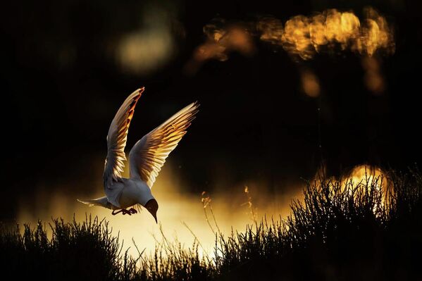 Победитель в номинации "Птицы": "Озерная чайка". - Sputnik Казахстан