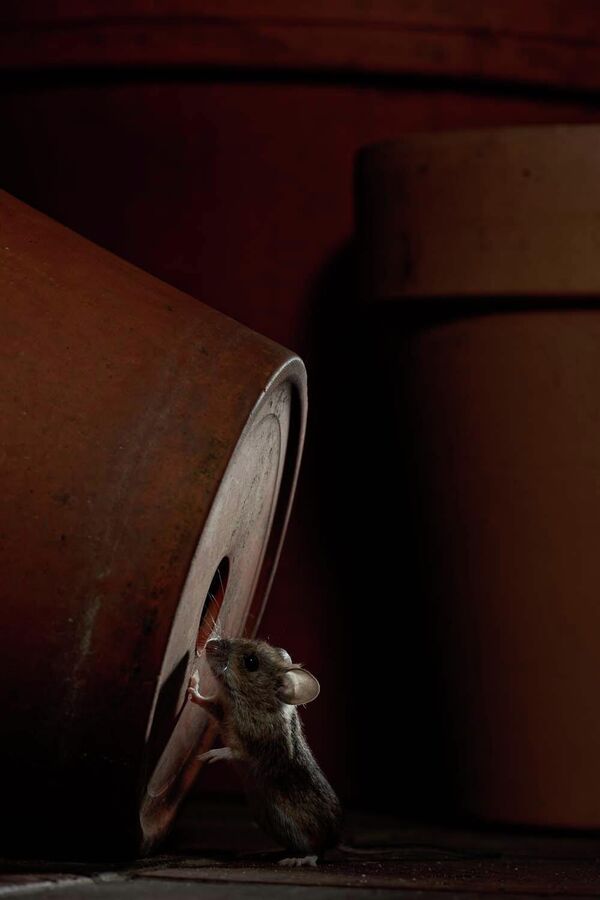 Номинация "Млекопитающие". "Ночной дозор". - Sputnik Казахстан