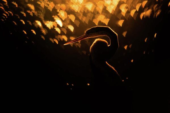 Финалист в номинации "Птицы": "Золотистая змеешейка". - Sputnik Казахстан